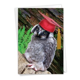Capped Creatures - Owl Happy Graduation Day Card with Envelope (4.63 x 6.75 Inch) - Funny Animal Congratulations Greeting Note Card for Students, College - Stationery for Graduates C6470BGDG