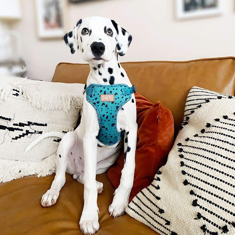 Charlie + Co, Adjustable Step in Dog Harness, Comfortable Breathable