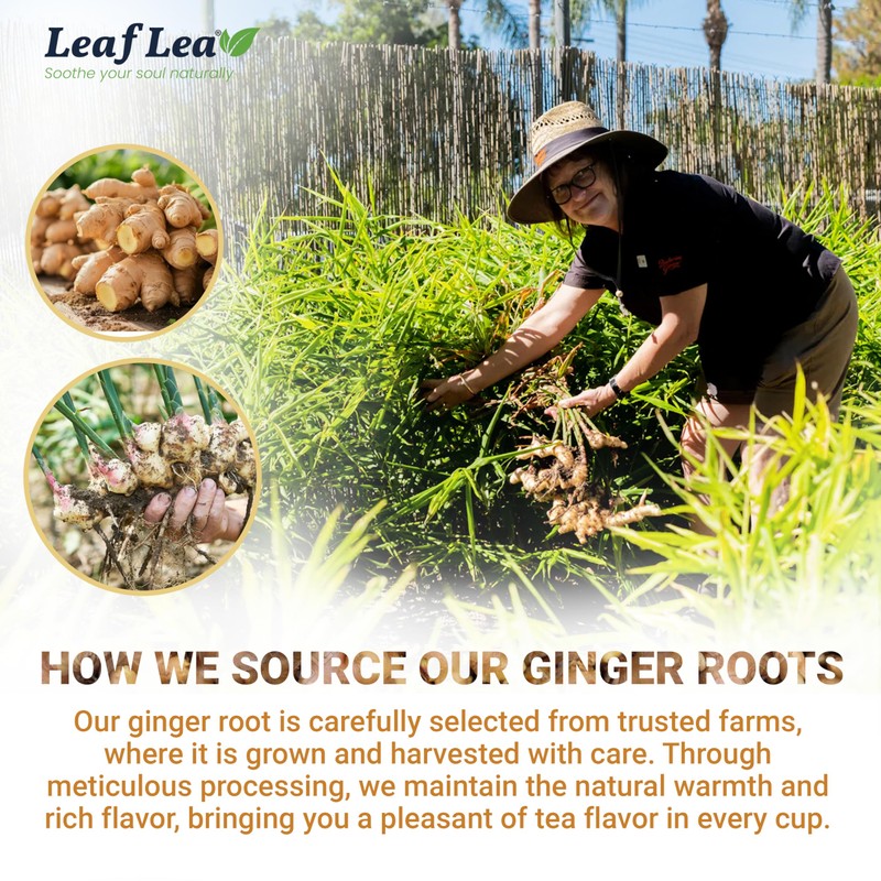 LeafLea 40 Ginger Tea Bags, 100% Pure & Natural from
