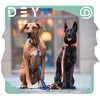 DEY - Premium Nylon Dog Collar | Adjustable | for