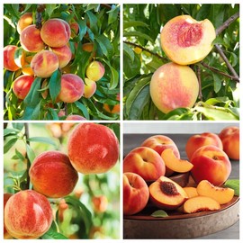5+ Seed Nemaguard Peach Fruit Tree Seed for Planting Outdoor-Non-GMO Heirloom Sweet Fruit Plant in Your Home Garden