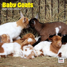 Dayplanner Publishing Baby Goats Calendar 2025, Large Square Wall Calendar, 16 Month, Baby Goats Gift Animal Calendar