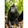 Edition Colibri Funny Monkey Lenticular Postcard with Interchangeable Image /