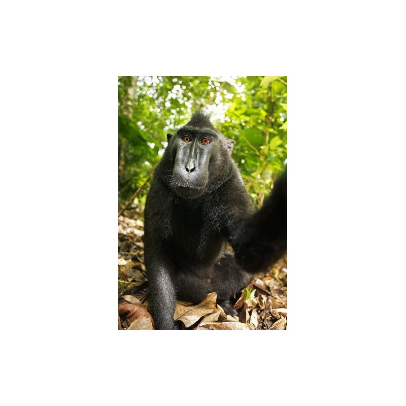 Edition Colibri Funny Monkey Lenticular Postcard with Interchangeable Image /
