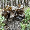 MEIMIDUO Dried Black Fungus Woodear Mushrooms, Premium All Natural Vegan