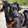 Anny·x Fun Dog Harness, Adjustable, Brown Amber, Various Sizes (Brown/Amber,