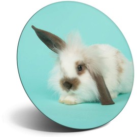 Destination Vinyl ltd Magnet for Refrigerator, Fridge - Cute White Bunny Rabbit Teal for Office, Cabinet and Whiteboard, Magnetic Stickers, 44813
