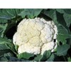 Cauliflower Snowball Great Heirloom Vegetable by Seed Kingdom Bulk 5