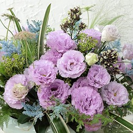 Lisianthus Seeds - Voyage Lavender - Packet - Purple Flower Seeds, Hybrid Seed Group 2 Attracts Bees, Attracts Butterflies, Attracts Hummingbirds, Attracts Pollinators, Container Garden