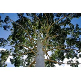 Toadstool Seeds 50 Grandis Eucalyptus Seeds Tree Flower Perennial Flowers Seed US SELLER 1375