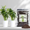 Doter Premium Lucky bamboo Soil Mix 2qt, Indoor Plants Potting