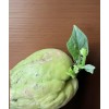 Chayote Squash 1 Sprouted Chayote Squash Ready To Plant Buy