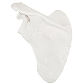 Axis Scientific Shoulder Anatomy Model of Left Scapula Bone | Shoulder Blade Model Details Skeletal Anatomy of Scapula | Scapula Model Shows Bony Landmarks and Anatomical Detail | 3 Year Warranty