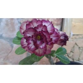 Fertilizante Orgánico Floración Fruto Flormarina Líquido