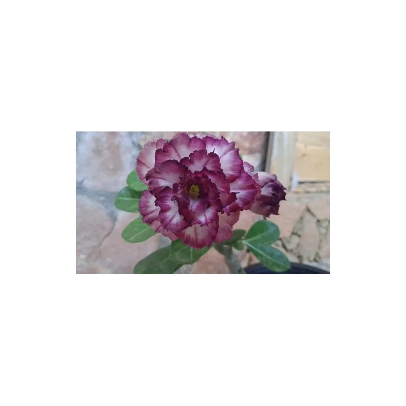 Fertilizante Orgánico Floración Fruto Flormarina Líquido
