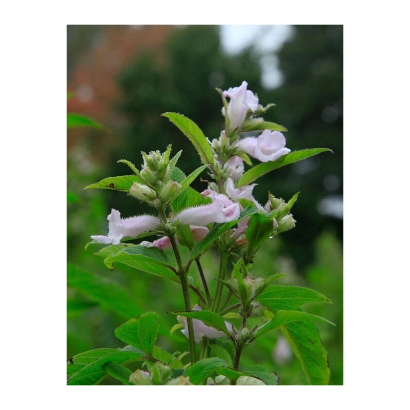 Buy Rare Seeds Sesamum indicum | Black Sesame Seed |