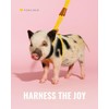 PORCINE® Mini Pig Harness & Leash (S/M) - Fully Adjustable,