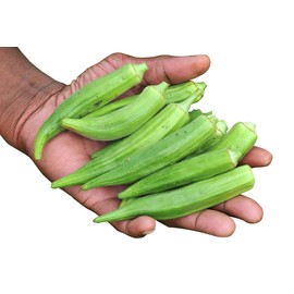 Okra Seeds for Coffee Lady's Finger Bamia Vegetable for Planting Giant Non GMO 20 Seeds