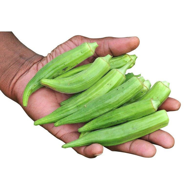 Okra Seeds for Coffee Lady's Finger Bamia Vegetable for Planting