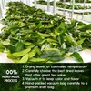 40 Premium Soursop Graviola Leaf Tea Bags, 100% Natural and