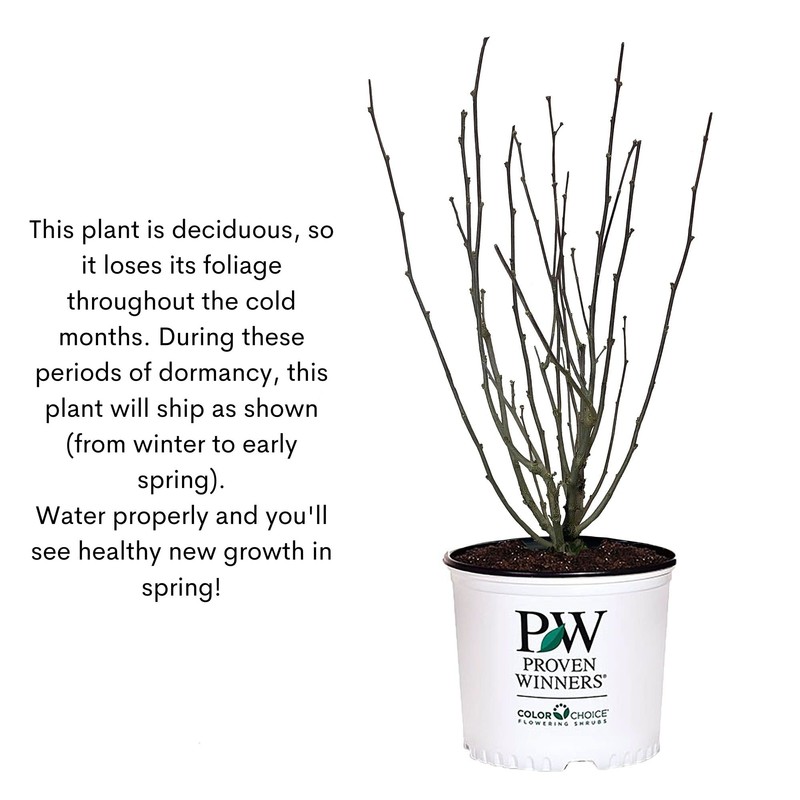 Proven Winners 2 Gal. Blue Chiffon Rose of Sharon (Hibiscus)