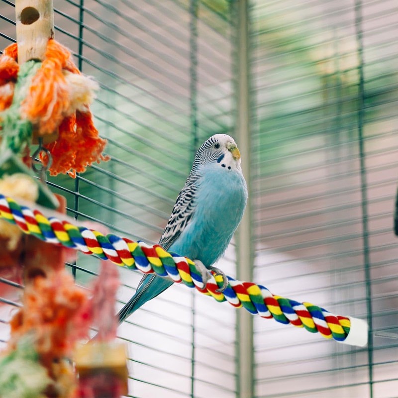 Bird Bungee Climbing Swing - Colorful Parakeet Rope Perch (23.6