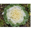 NIKA SEEDS - Vegetable Flowering Kale Mix (Ornamental Cabbage) Large