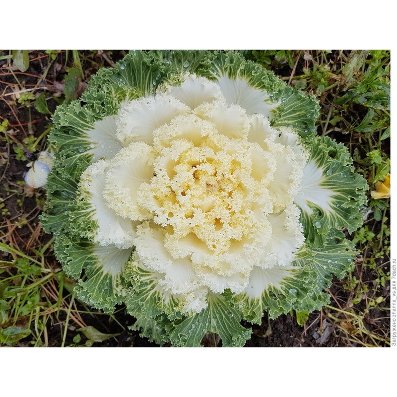 NIKA SEEDS - Vegetable Flowering Kale Mix (Ornamental Cabbage) Large