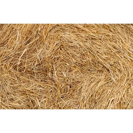 Organic Wheat Straw- 100% Natural Wheat Straw Ideal for Gardening, Decor, Animal Bedding and Eco-Friendly Projects 8 Pounds