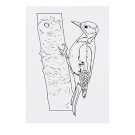 Azeeda 'Specht auf Baum' Temporäres Tattoo - Hautfreundlicher & Ungiftiger Abziehbild · Wasserfest (TO00072223)