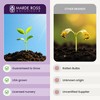 Grape Hyacinth Bulbs - 15 Muscari Armeniacum Bulbs for Planting