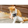 Petface Catnip Spider Teaser Interactive Cat Toy