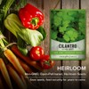 Cilantro Seeds for Planting Heirloom Non-GMO Herb Coriander Plant Seeds