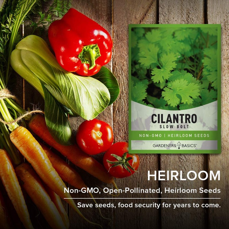 Cilantro Seeds for Planting Heirloom Non-GMO Herb Coriander Plant Seeds