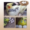 Solid Plastic Eggs - Parrot Bird Hatching Replacing Eggs for