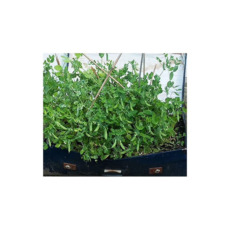 50 Sugar Ann Sugar Snap Pea Heirloom Seeds - Non