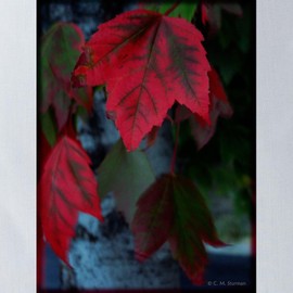 CafePress Red Autumn Leaves 13"x13" Reusable Grocery Shopping Sling Tote Bag