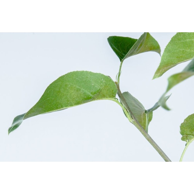 SHINSEIKI Asian PEAR Tree - Size: 4-5 ft, Live Fruit