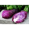 CEMEHA SEEDS - Seeds Red Kalibos Cabbage Giant Non GMO