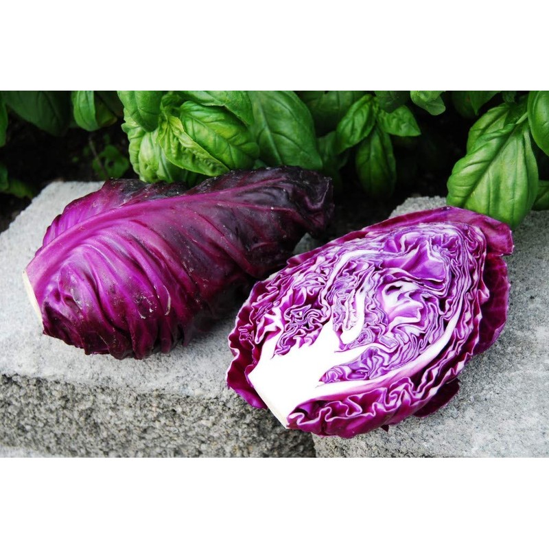 CEMEHA SEEDS - Seeds Red Kalibos Cabbage Giant Non GMO