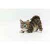 DecoTrend GmbH Decorative Figurine Little Cat Lurking 11.5 x 7