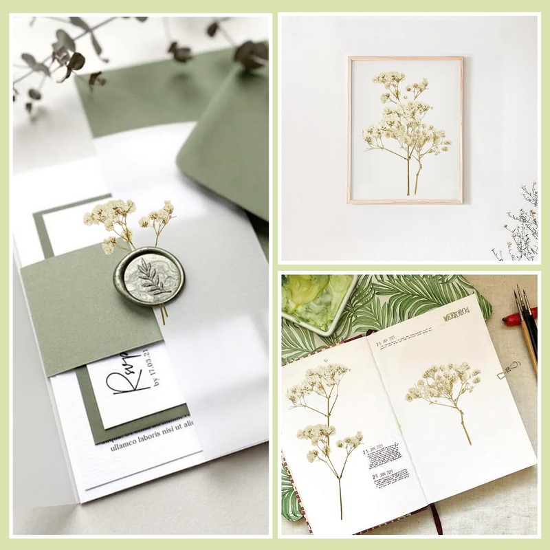 100 pezzi paniculata conservata (bianco) - Fiori secchi piccoli naturali