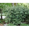 Elaeagnus Pungens I 20 Live Plants I Thorny Olive I