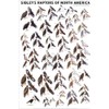 Picture Peddler Laminated Sibley's Raptors of North America Eagles Buteos