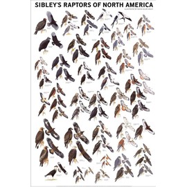 Picture Peddler Laminated Sibley's Raptors of North America Eagles Buteos Falcons Hawks 24x36 Poster