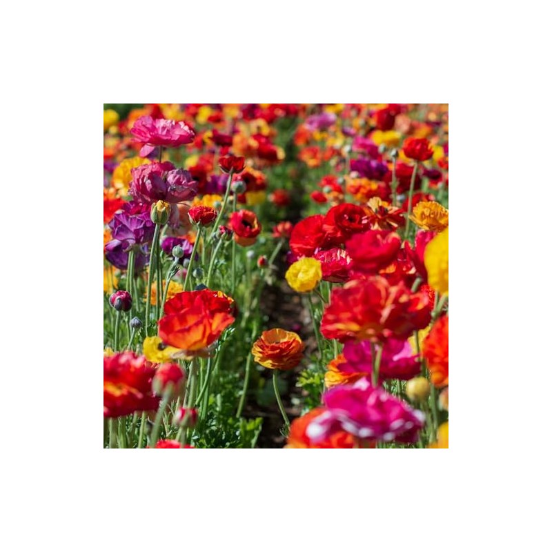 Eden Brothers Ranunculus Bulbs - Passion Mix