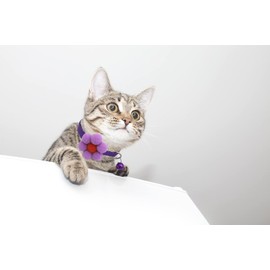 LKYADM Cat Collar with Flower, Small Dog Necklace Puppy Collar Nylon Kitty Kitten Collar for Cats & Small Dogs Pet Collar Quick Release Buckle(1 Pack) (Purple) 8 in to 12 in, width, 0.4 in