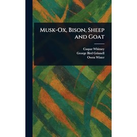 Musk-Ox, Bison, Sheep and Goat