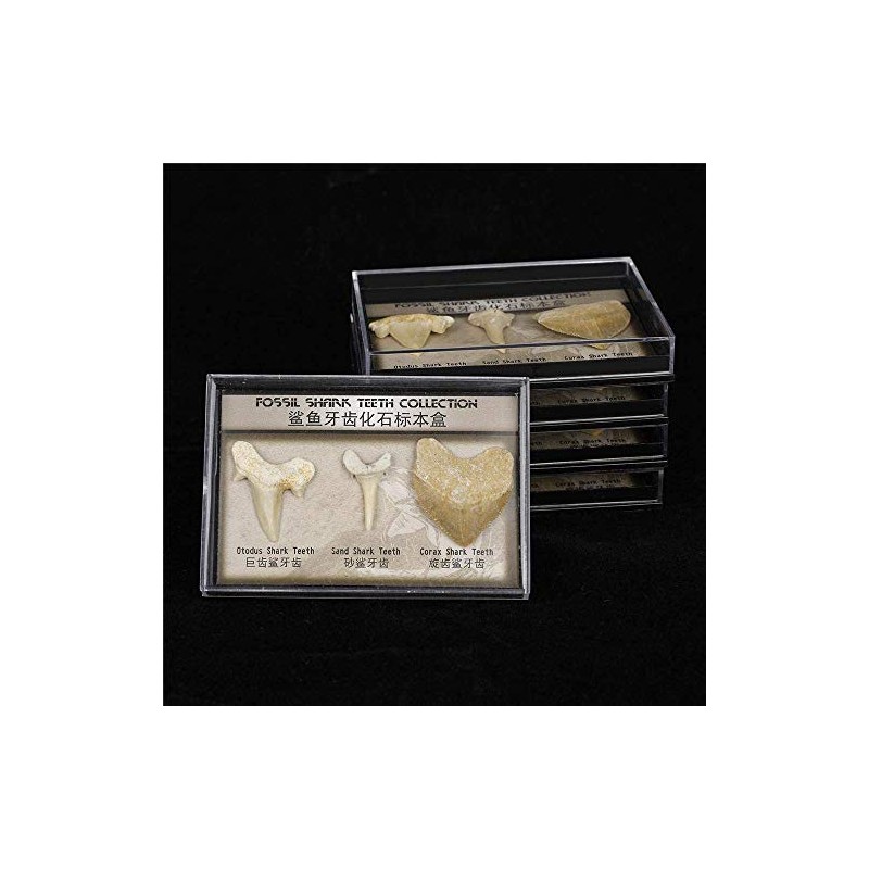 Namvo Set of 3pcs Natural Fossil Shark Tooth Specimen Natural