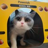PAWVISH School Bus Cardboard Cat House and Scratcher, Play House,